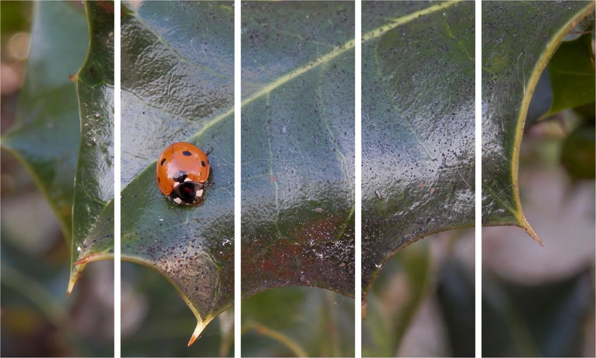 Leaf-tastic Photography: Framed Multi-Panel Wall Art