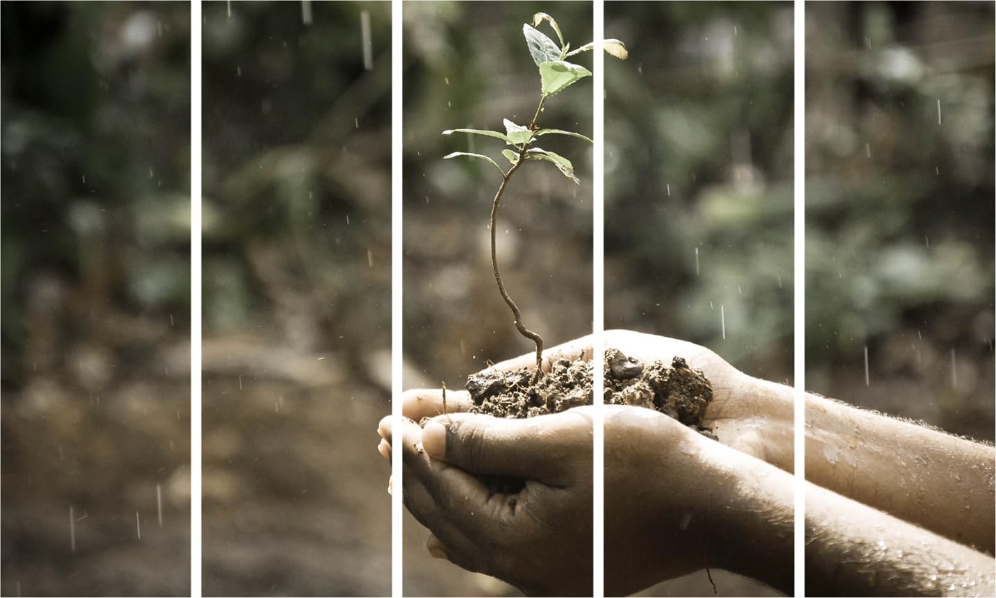 Leaf It To Plant-tography: Framed Multi-Frame Wall Art Extravaganza (127x76cm)