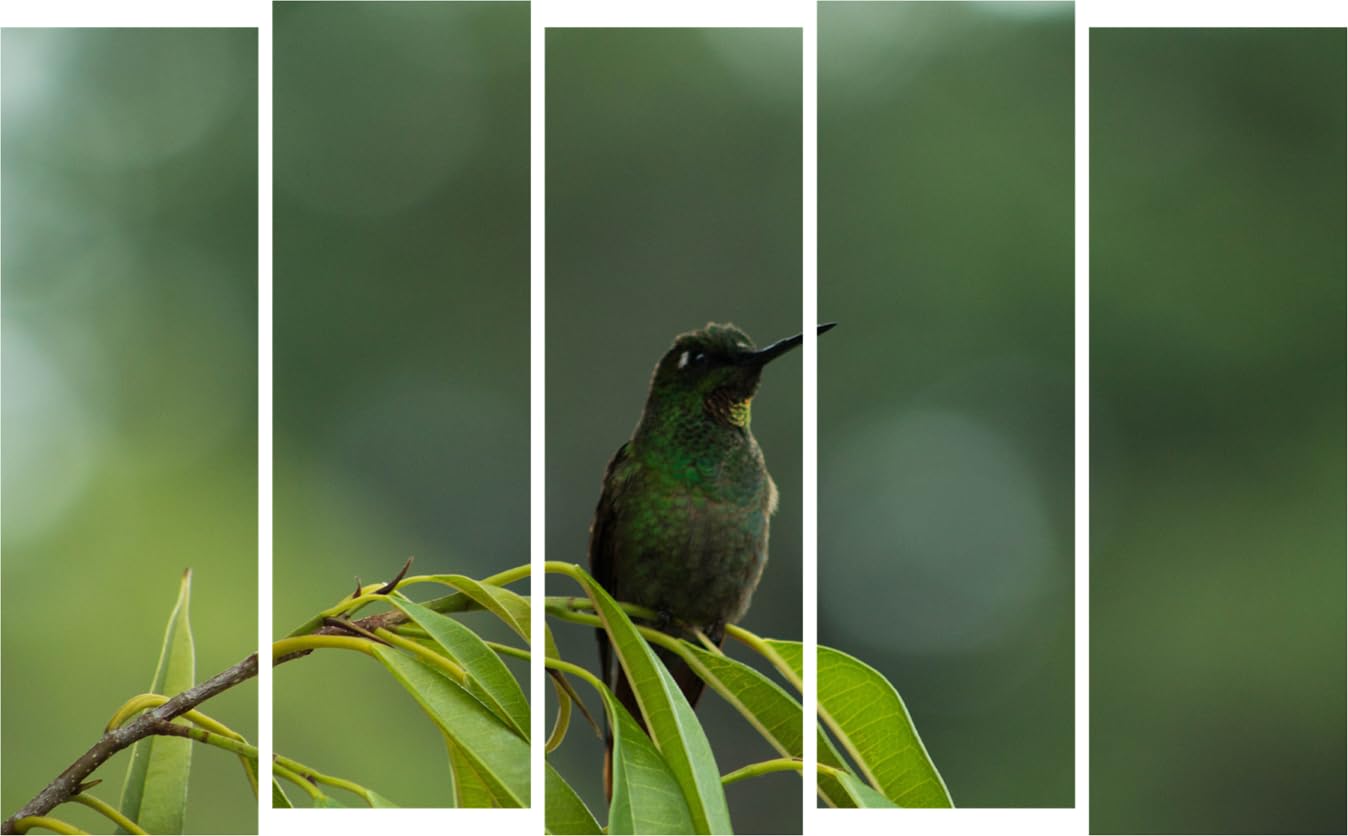 Tweet Your Walls: 5-Frame Beautiful Bird Wall Art Thatll Make Your Walls Sing (127x76cm)