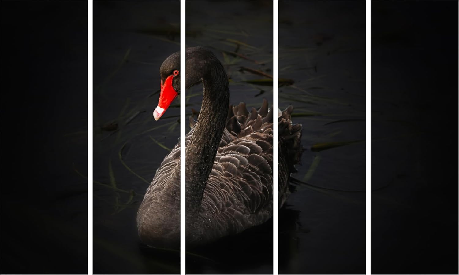 High-resolution image of Swan-sational Multi-Frame Wall Art That'll Make Your Walls Flutter (127x76cm Framed) showcasing elegant black swan details.
