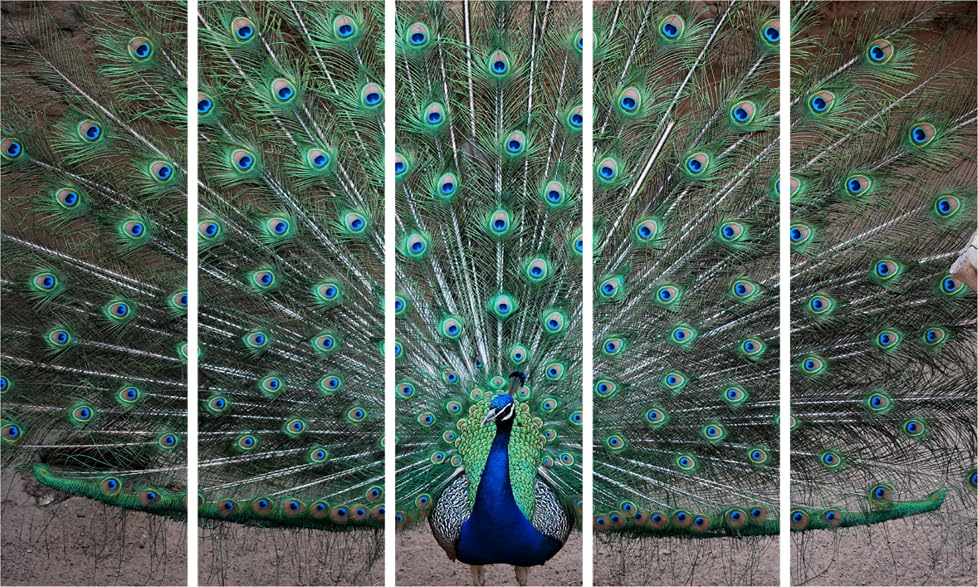 Peacock-tacular Multi-Frame Vinyl Wall Art Ready to Strut