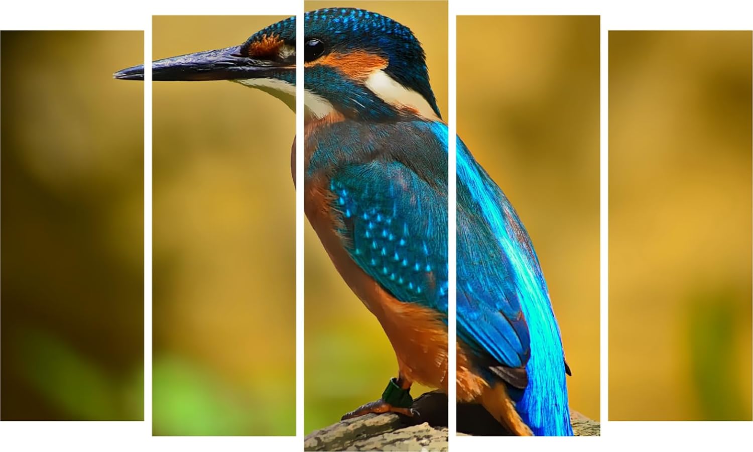 Kingfisher-tastic Bird-Framed Multi-Panel Wall Art That'll Make Your Walls Chirp