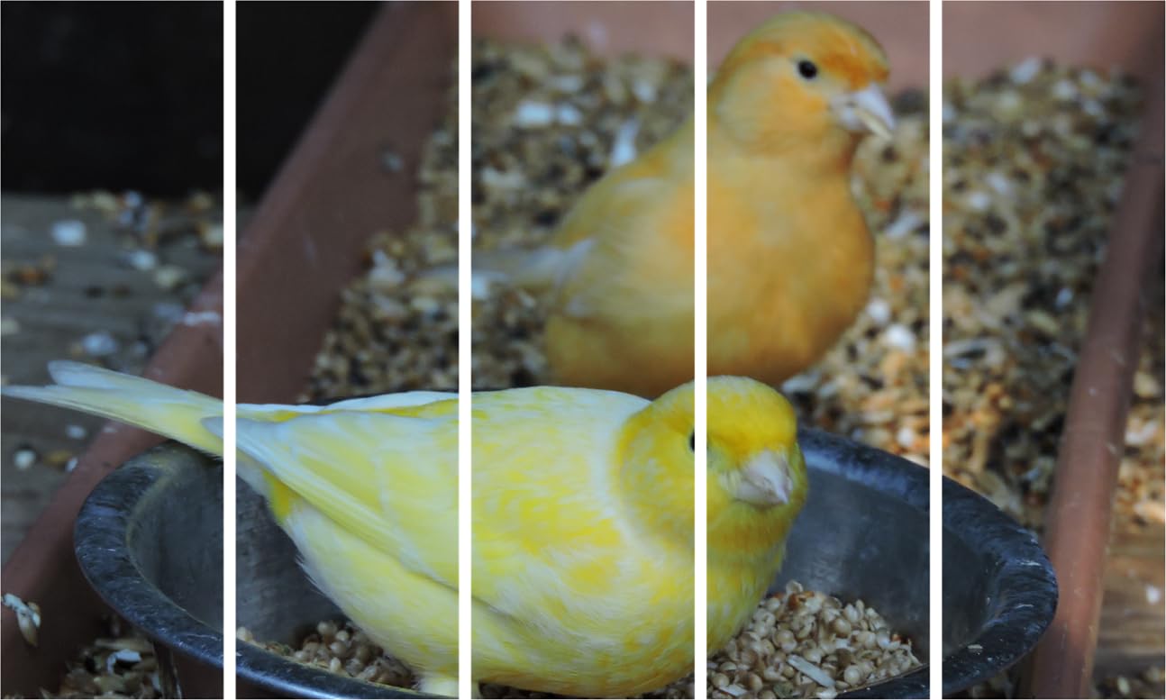 Feathered Frenzy 5-Frame Photography Framed Wall Art That'll Chirp Up Your Walls (150x76cm)