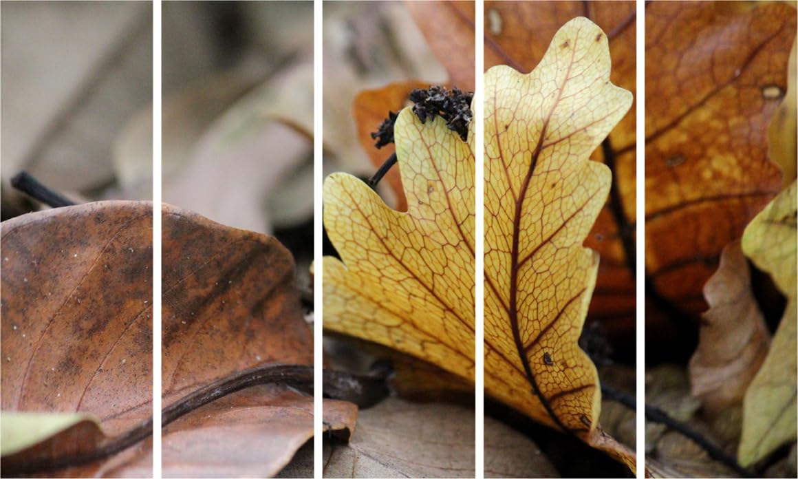 Leaf It to Us: Photographic Framed Wall Art That'll Make Your Walls Swoon