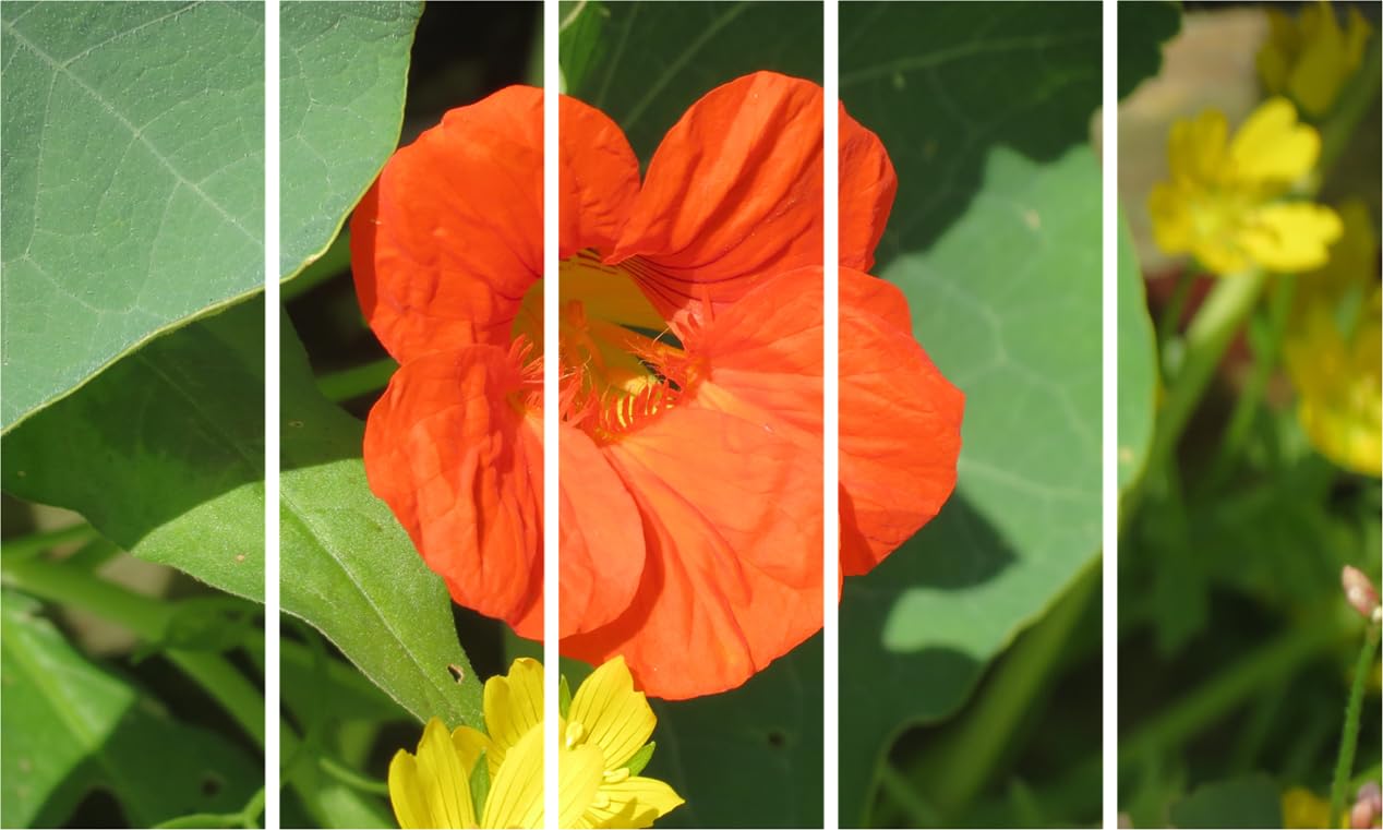 Orange Bloom Photography Wall Art Thatll Make Your Walls Blossom - Framed Floral Fantasy (150x76cm)