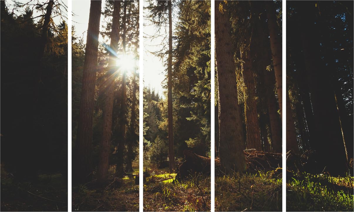 Forest Frenzy 5-Panel Framed Nature Wall Art That'll Make Your Walls Jealous (150x76cm)