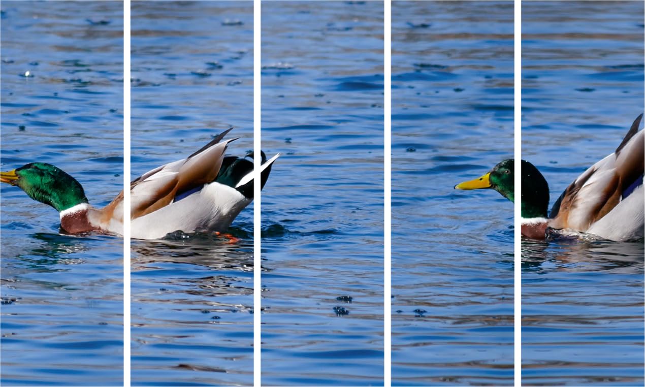 Duck-tastic Multi-Frame Wall Art Thatll Quack Up Your Walls - Framed Feathered Friends Ready to Hang (127x76cm)