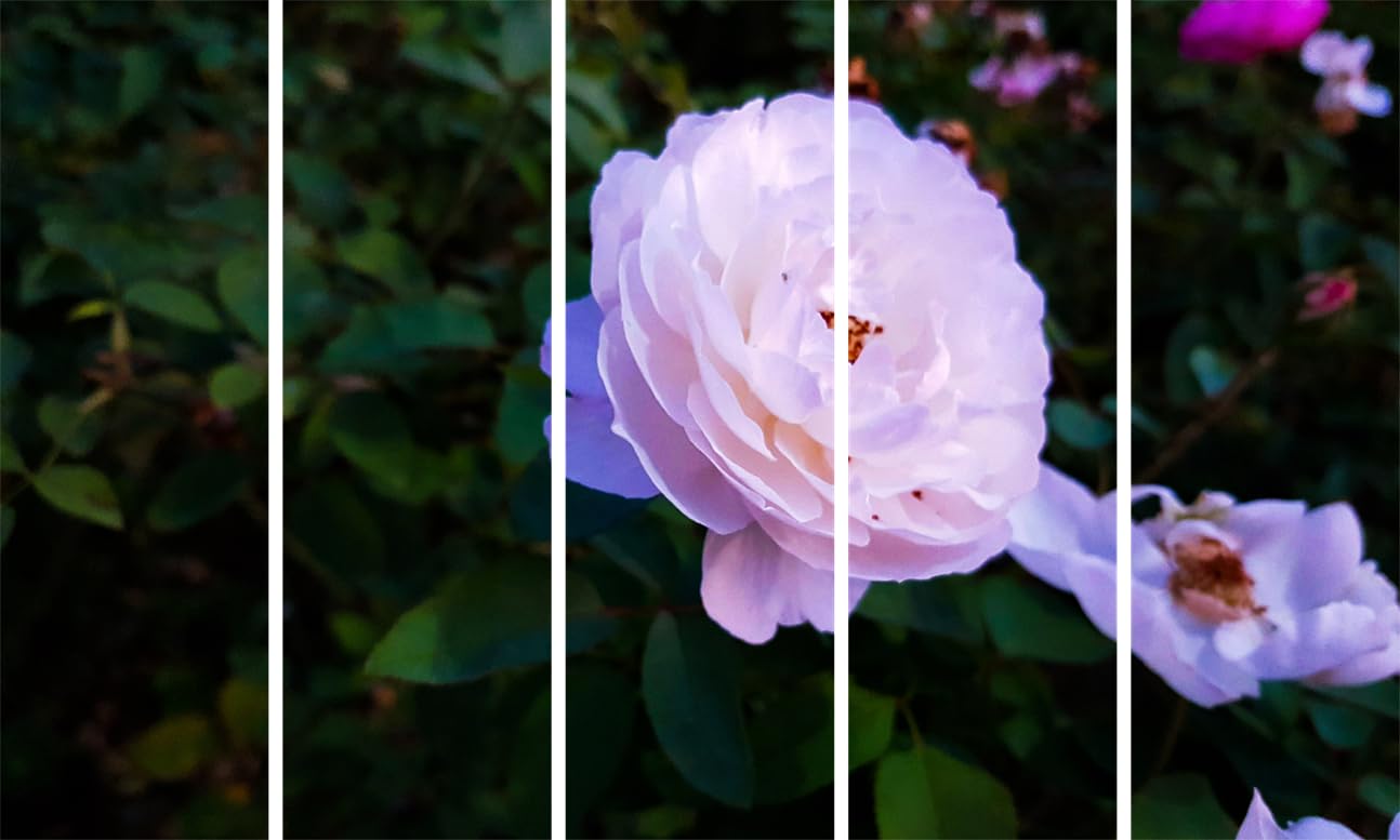 Flora-tastic Flower Power: Five-Frame Wall Art Photography - Premium Framed Wall Art (127x76cm)