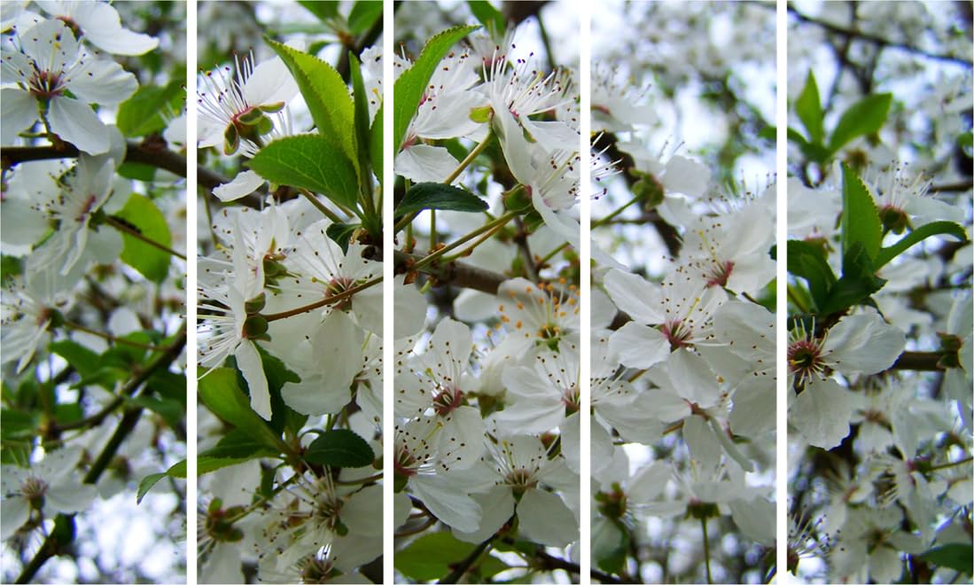 Petal-tastic Flower Power Multi-Frame Photography Framed Wall Art (127x76cm)