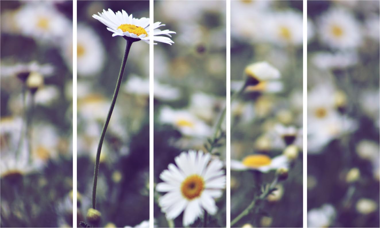 Flower Fiesta Photography Framed Wall Art  Multi-Frame Floral Spectacle (127x76cm)