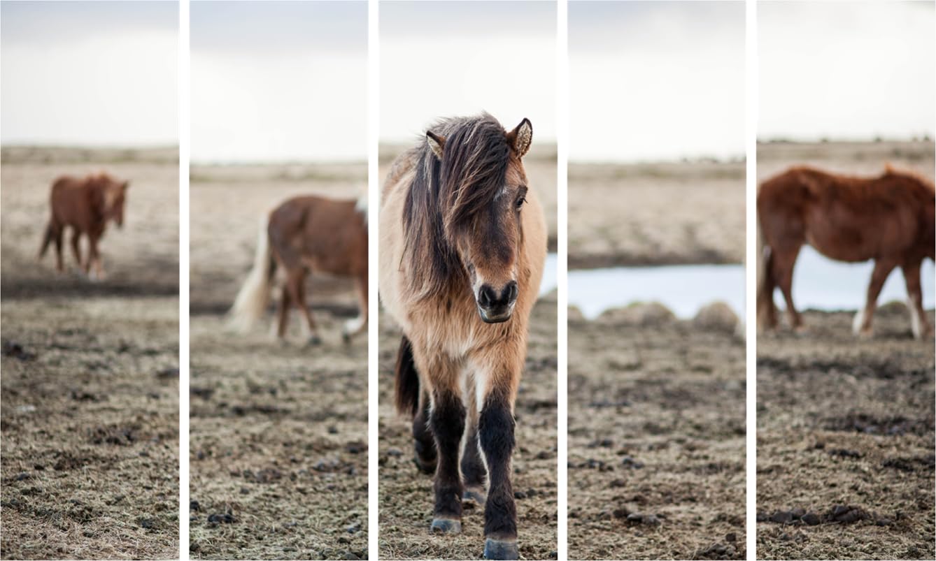 Horse-some 5-Frame Wall Art: Splash-Proof Nature Framed Masterpiece (127x76cm) hanging above a cozy sofa
