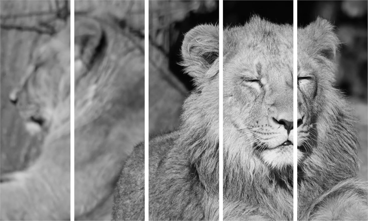 Lion's Mane-tastic Framed Wall Art That Roars Royalty