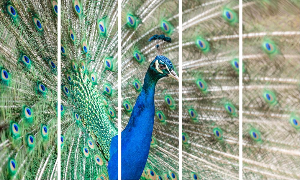 Peacock Parade: Framed 5-Panel Wall Art That'll Make Your Walls Strut