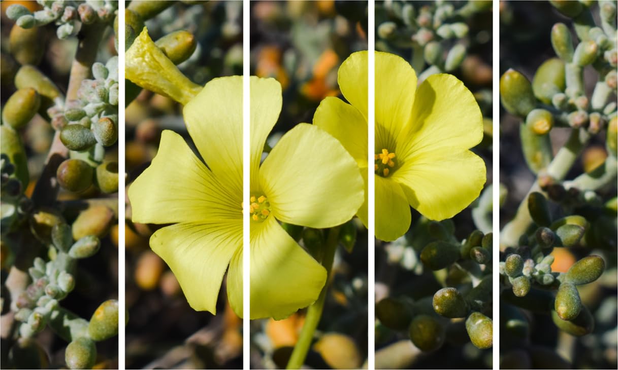Petal-Powered Photography: Multi-Frame Flower Fiesta Framed Wall Art (150x76cm)
