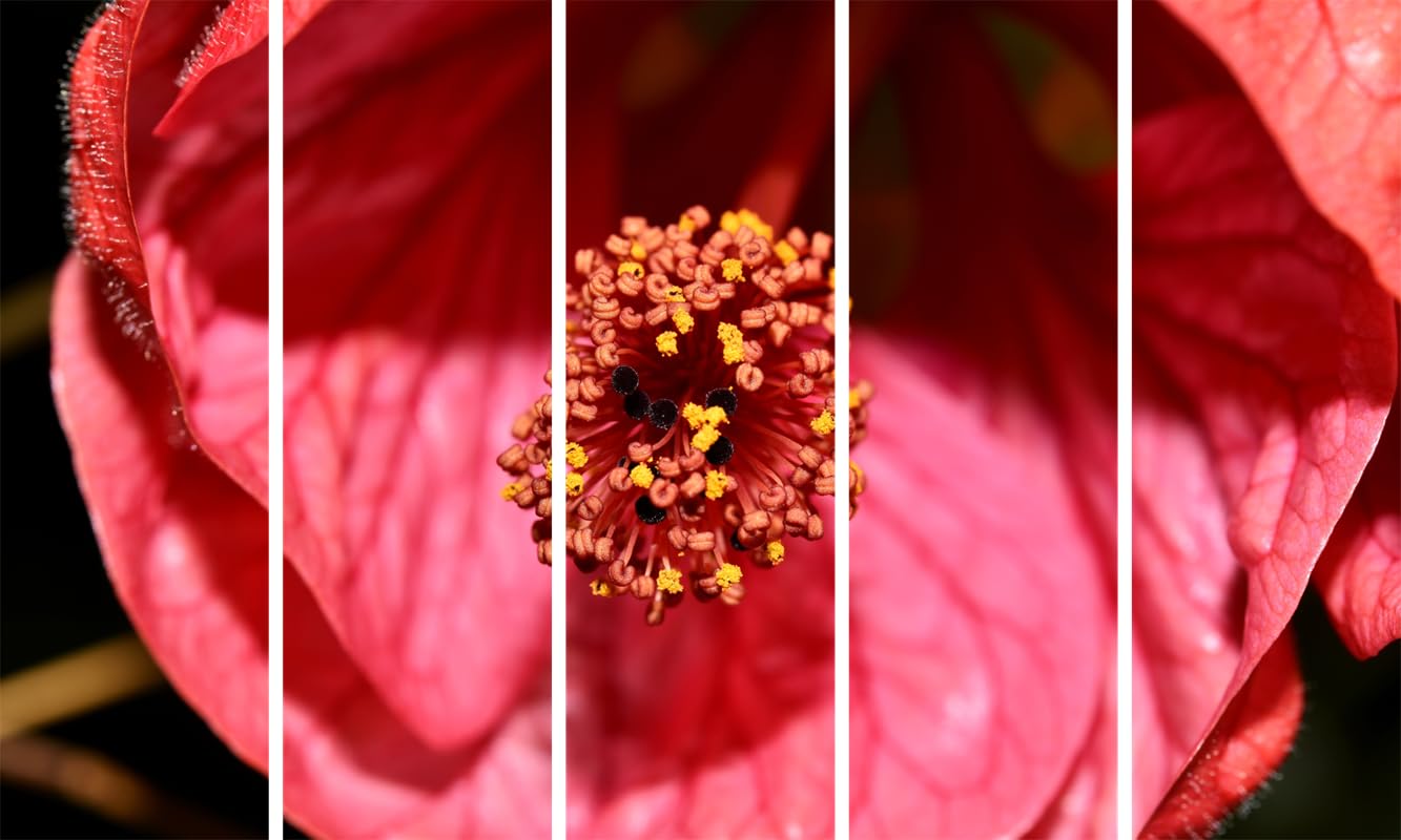 Flower Power Photography Framed Wall Art That'll Make Your Walls Bloom (127x76cm)