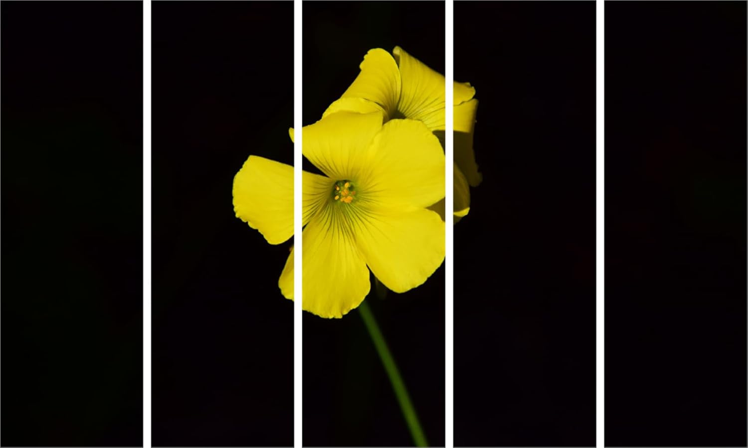Sunny Side Up: 5-Frame Yellow Flower Framed Wall Art Fiesta (150x76cm)