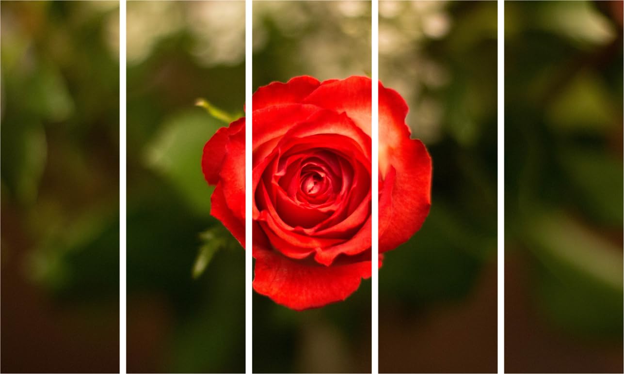 Rose-tastic Multi-Frame Red Rose Photography Framed Wall Art