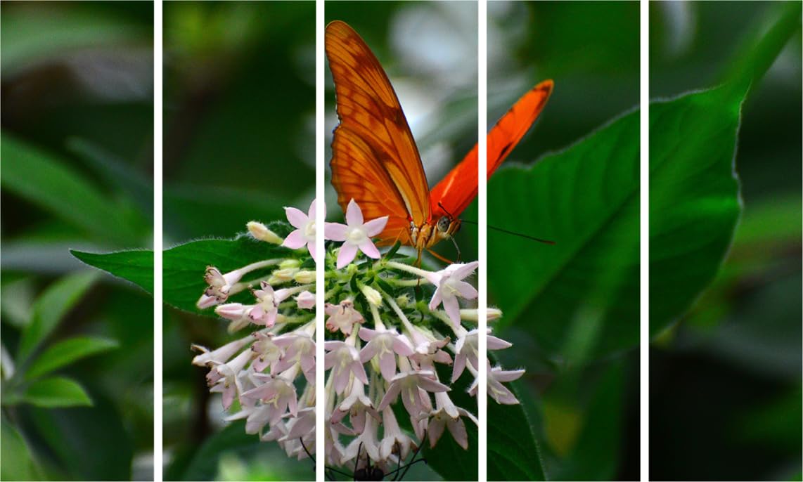Butterfly Bonanza: 5-Frame Wall Art That'll Flutter Into Your Heart - Framed Photography Magic (127x76cm)