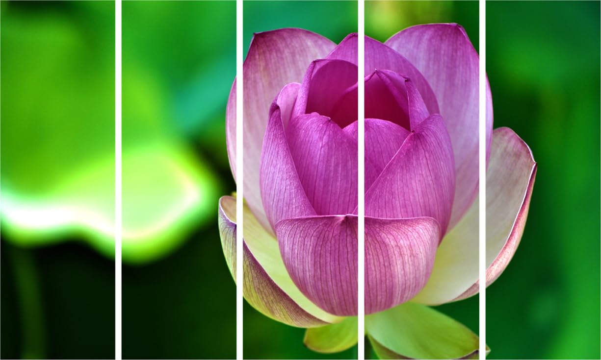 Petal Power: Bloom-tastic Floral Photography Framed Wall Art That'll Make Your Walls Blossom (127x76cm Multi-Frame)