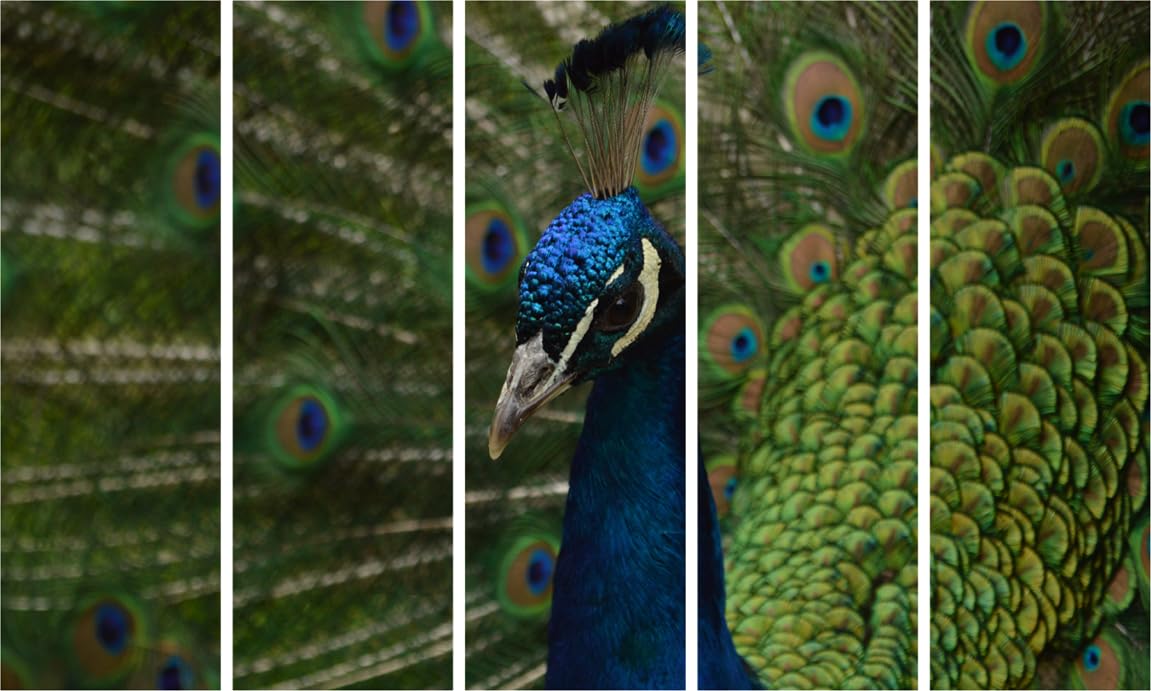 Peacock Pizzazz 5-Panel Photography Framed Wall Art displayed on a modern living room wall.
