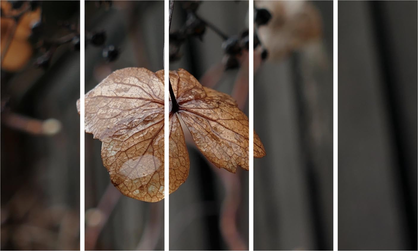Leaf Your Walls Speechless: Multi-Frame Leaf Photography & Framed Wall Art
