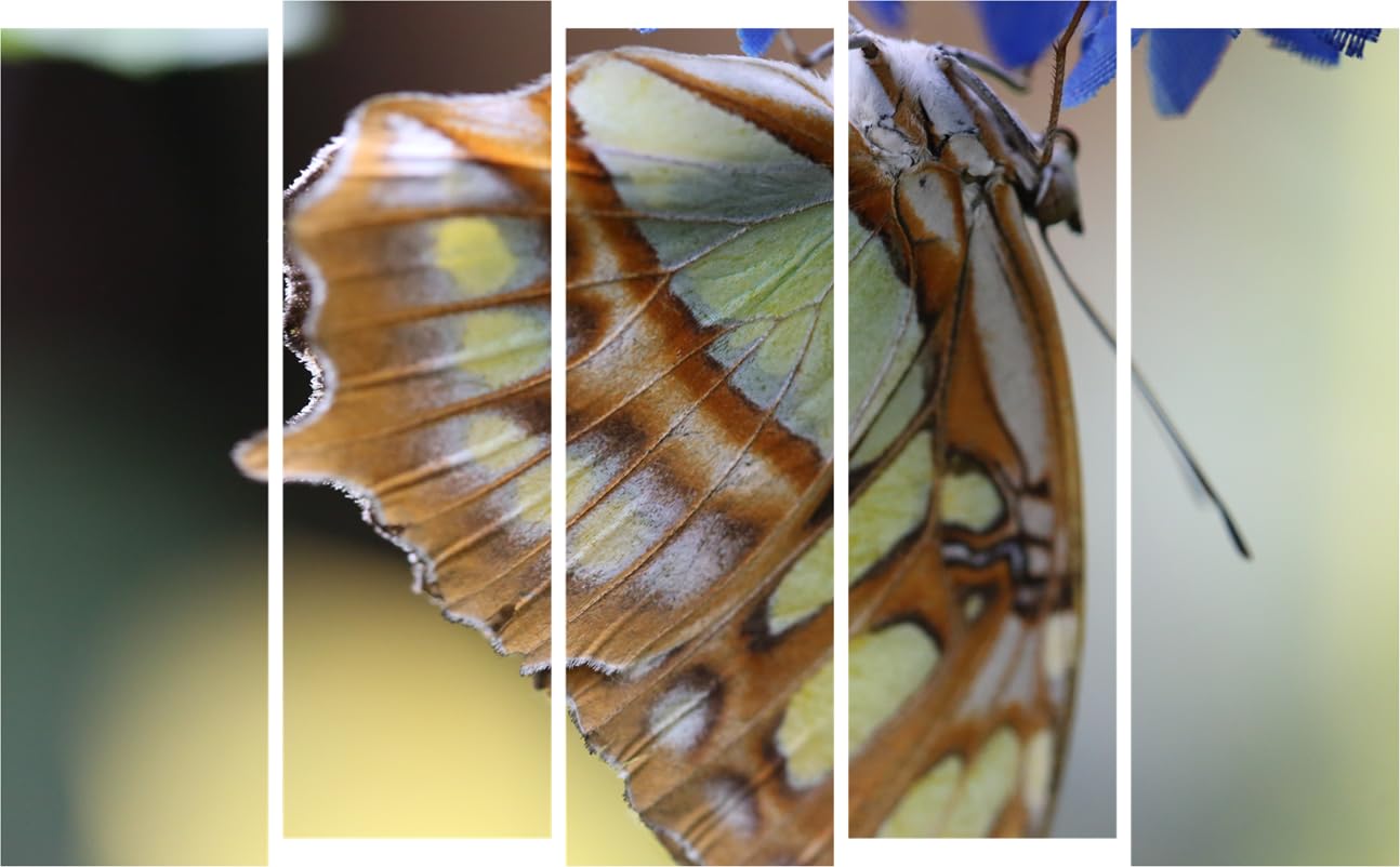 Butterfly-tastic Multi-Frame Abstract Framed Wall Art That'll Flutter Your Space Fabulous (150x76cm)