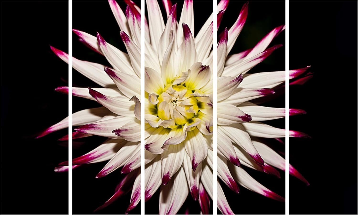 Image of Bloomin' Beautiful 5-Panel Flower Photography Wall Art showcasing vibrant petals across five framed panels.