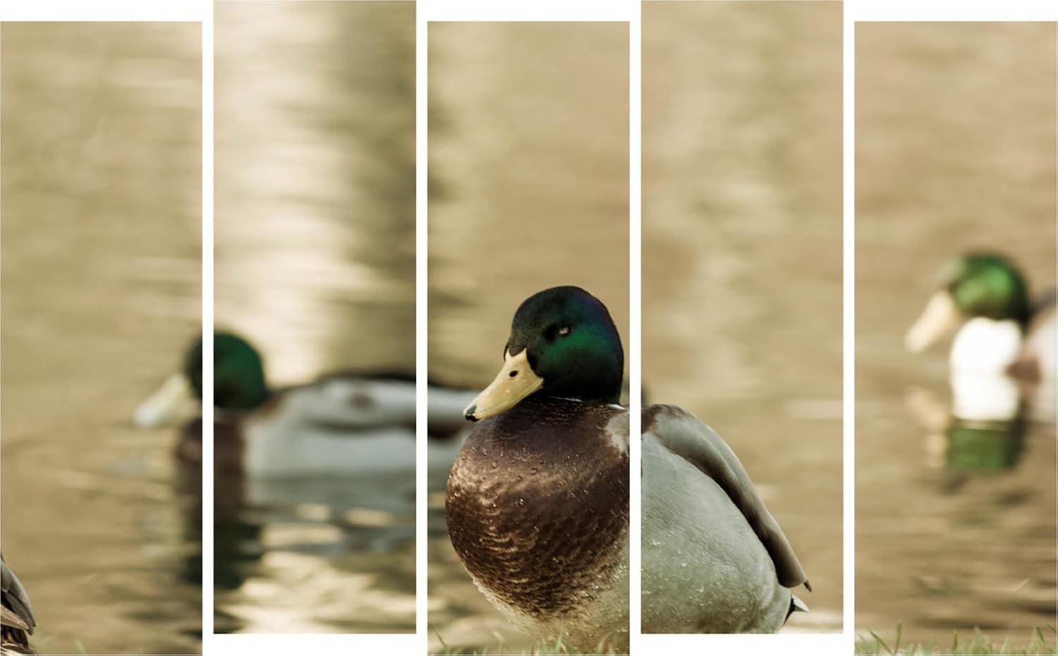Image of Duck-tastic Multi-Panel Framed Wall Art featuring playful ducks in bright colors